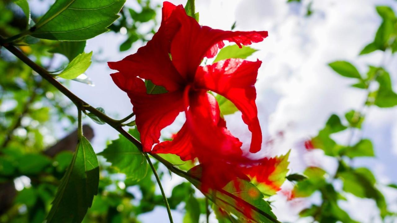 Pouzada Bom Clima - Servimos Cestas De Cafe Da Manha - Melhor Custo Beneficio Em Gravata ภายนอก รูปภาพ